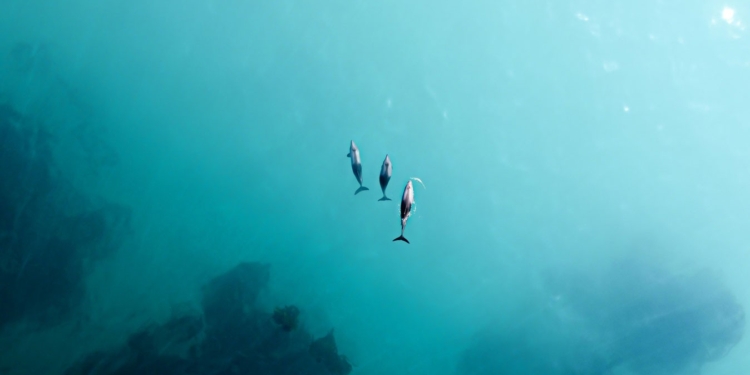 Біля берегів Італії відкриється перший у Європі заповідник для дельфінів, які брали участь у шоу