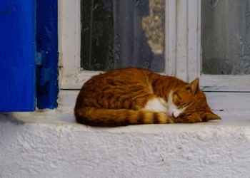 Грецький курортний острів запрошує на безкоштовне проживання – треба тільки доглядати кішок