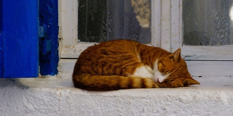 Грецький курортний острів запрошує на безкоштовне проживання – треба тільки доглядати кішок