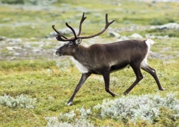 У Фінляндії від зубів вовків масово гинуть олені – оленярі переконані, що все це через війну росії проти України