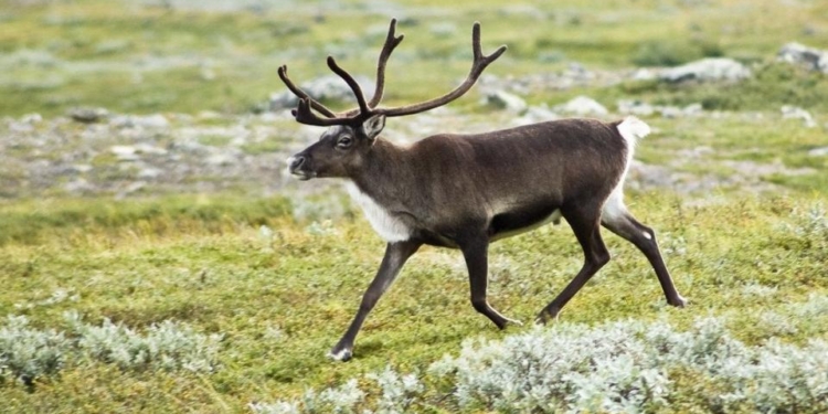 У Фінляндії від зубів вовків масово гинуть олені – оленярі переконані, що все це через війну росії проти України