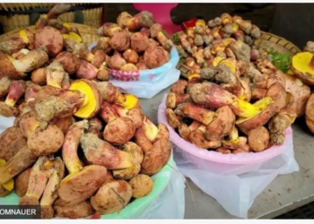 Всюди ельфи і дивний світ. У Китаї вивчають психоделічні гриби – галюцинації у всіх однакові (ФОТО)