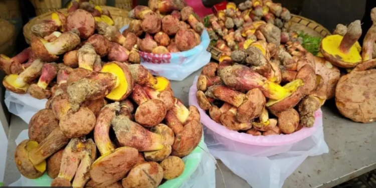 Всюди ельфи і дивний світ. У Китаї вивчають психоделічні гриби – галюцинації у всіх однакові (ФОТО)