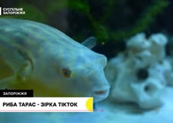 Отруйна акваріумна риба скелезуб Тарас із Запоріжжя стала зіркою TikTok (ВІДЕО)