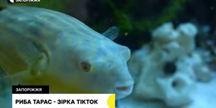 Отруйна акваріумна риба скелезуб Тарас із Запоріжжя стала зіркою TikTok (ВІДЕО)