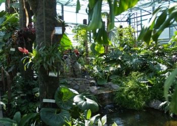 У Києві в найбільшій в Європі оранжереї гинуть від холоду тропічні рослини (ФОТО)