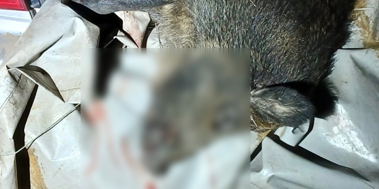 Вполював вночі кабана з приладом нічного бачення і без ліцензії – на Миколаївщині відкрито кримінальне провадження