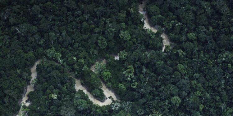 Над лісами Амазонії формується новий тип клімату, і ці зміни не будуть приємними, – вчені