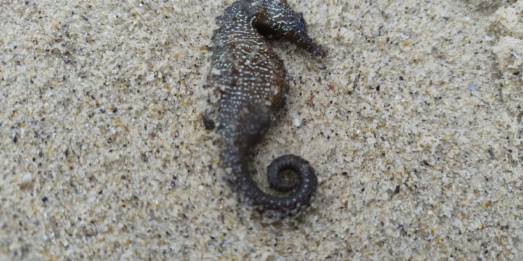 В Одесі мор морських коників – ними усіяний весь берег (ФОТО)