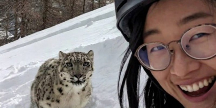 У Китаї сніговий барс напав на туристку, яка підійшла до нього майже впритул, щоб зробити селфі (ФОТО, ВІДЕО)