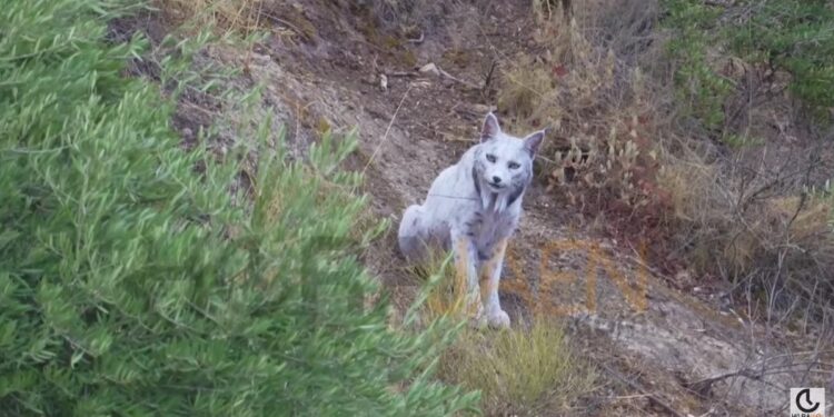 В Іспанії вперше в історії виявлено унікальну рись білого кольору (ВІДЕО)