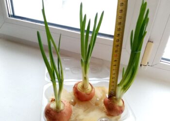 Як “посадити” на підвіконні цибулю на зелень, щоб росла швидко (ФОТО)