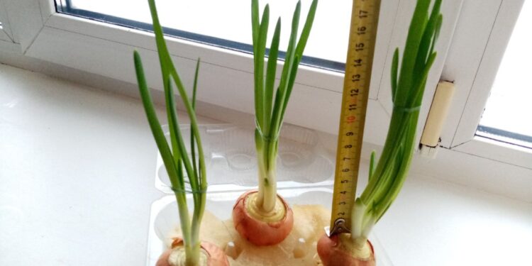 Як “посадити” на підвіконні цибулю на зелень, щоб росла швидко (ФОТО)