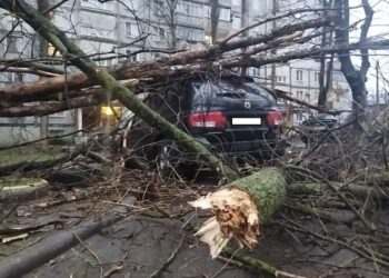 В одному з дворів Миколаєва два дерева впали на припарковану автівку – мешканці кажуть, що давно скаржилися на їх стан (ФОТО)