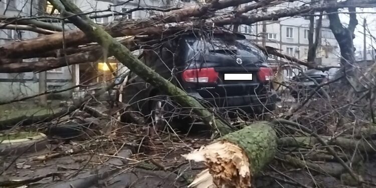 В одному з дворів Миколаєва два дерева впали на припарковану автівку – мешканці кажуть, що давно скаржилися на їх стан (ФОТО)
