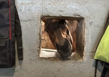 З Дніпропетровщини до Миколаєва евакуювали жеребних кобил та лошат – як гривасті звикають до нового дому (ФОТО)