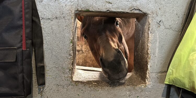 З Дніпропетровщини до Миколаєва евакуювали жеребних кобил та лошат – як гривасті звикають до нового дому (ФОТО)