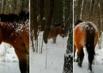 Унікальні кадри з Чорнобильського заповідника: камера зафіксувала рідкісного коня (ВIДЕО)