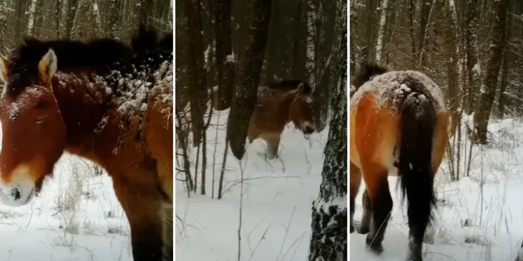 Унікальні кадри з Чорнобильського заповідника: камера зафіксувала рідкісного коня (ВIДЕО)
