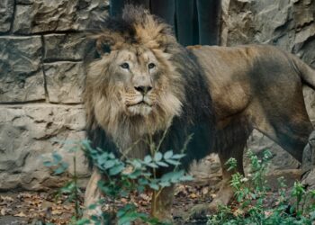 Внаслідок ворожого удару по екопарку Фельдмана поранені леви і волонтерка, зруйнований зимник для хижаків