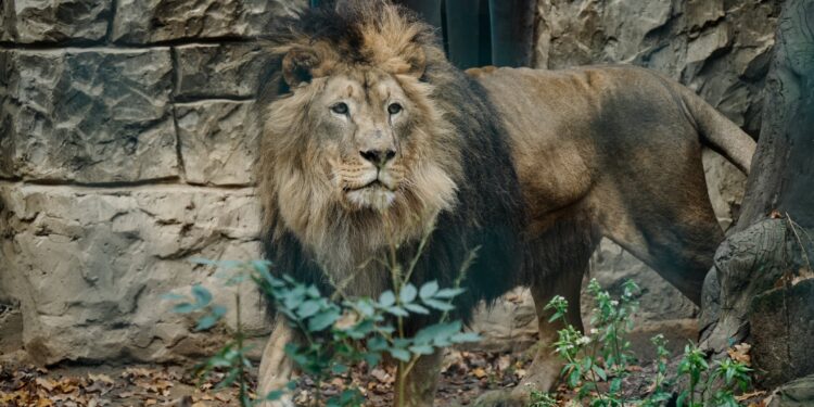 Внаслідок ворожого удару по екопарку Фельдмана поранені леви і волонтерка, зруйнований зимник для хижаків