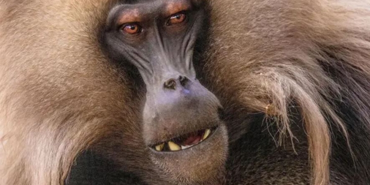 Тиранія притаманна не тільки людським спільнотам. Як деспоти захоплюють владу у тваринному світі (ФОТО)