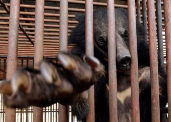 Південна Корея думає, що робити з 200 ведмедями – вони залишилися в клітках після заборони індустрії ведмежої жовчі