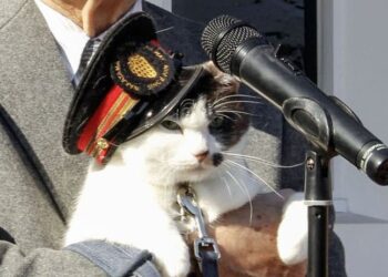 Японська залізниця призначила кота станційним начальником – вже третім за рахунком (ФОТО, ВІДЕО)