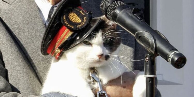 Японська залізниця призначила кота станційним начальником – вже третім за рахунком (ФОТО, ВІДЕО)