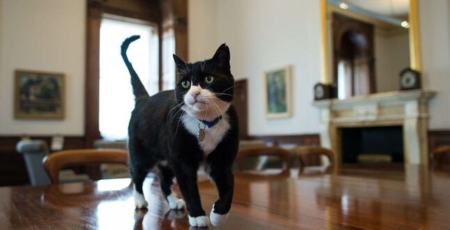 Він теж вже в історії – помер колишній головний мишолов МЗС Британії кіт Палмерстон