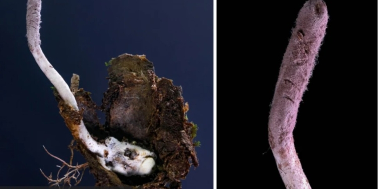 Таємничий гриб-зомбі може змінити медицину. Що кажуть вчені