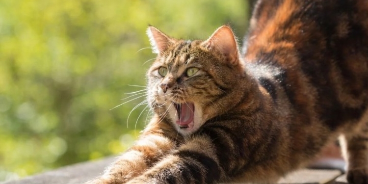 У польському Ґданську з’явиться Дім кота