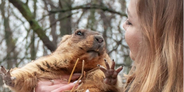 Весна вже близько – бабак побачив свою тінь, а якщо не вірите в бабаків – то в березні (ФОТО)