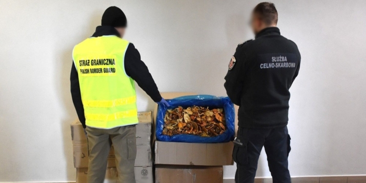 У Польщі перехопили 34 кг сушених мухоморів, відправлених до Латвії з України (ФОТО)