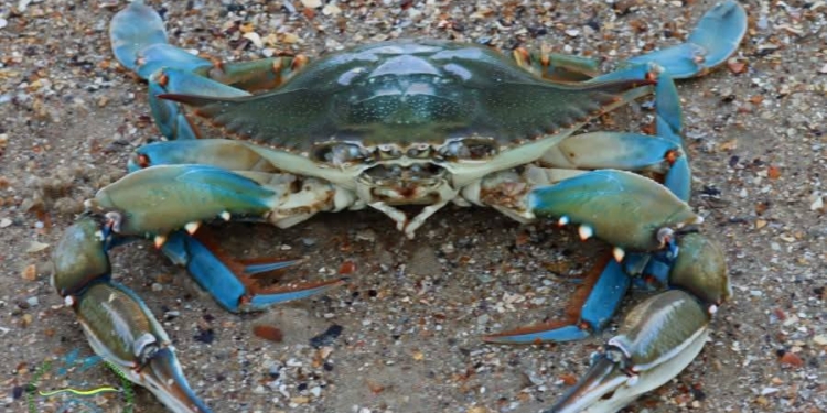 У Чорному морі на Одещині вперше зафіксували атлантичного блакитного краба (ФОТО)