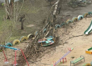 Через негоду у Миколаєві впало 30 дерев – 26 з них вже прибрали