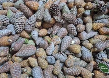 На півдні вперше зібрано врожай шишек рідкісної сосни Станкевича – будуть майбутні ліси