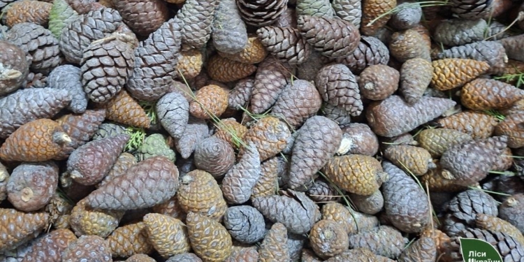 На півдні вперше зібрано врожай шишек рідкісної сосни Станкевича – будуть майбутні ліси