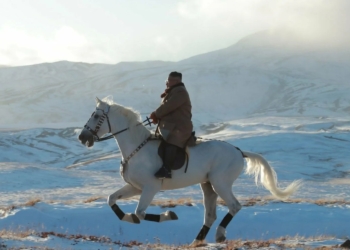 Росія поставила Кім Чен Ину понад 100 орловських рисаків – для парадів та пропаганди