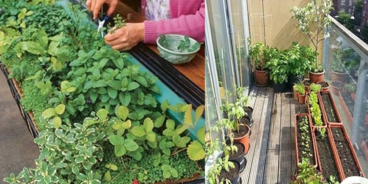Готуємось до весни. Якщо немає городу, овочі можна вирощувати на балконі. Що підійде