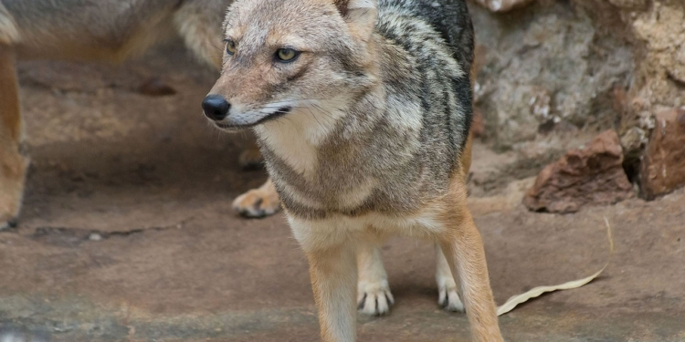 На Одещині жаліються на нашестя шакалів – людей вже не бояться (ВІДЕО)
