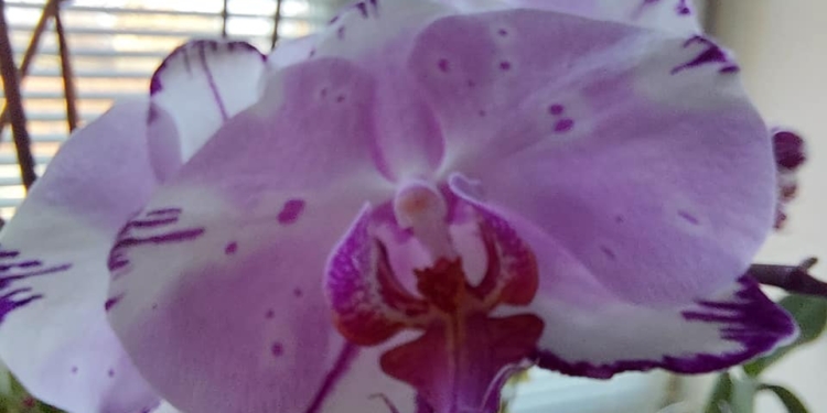 А ви знали, що орхідеям теж потрібні вітаміни? Зробіть так і побачите результат