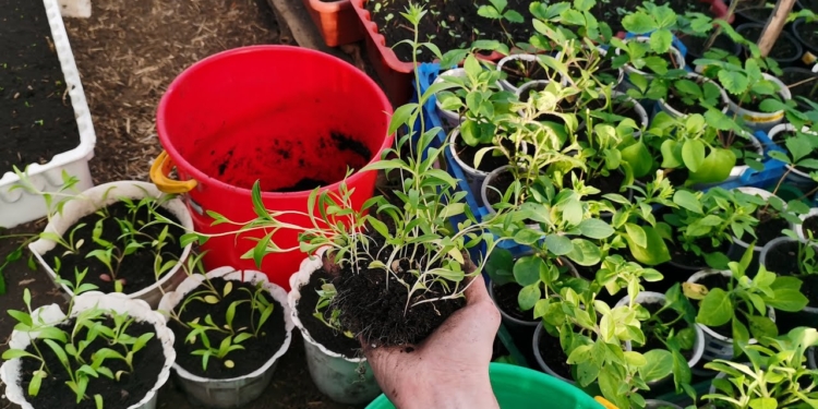 Підживлення для розсади – дешево і без метушні (ФОТО)