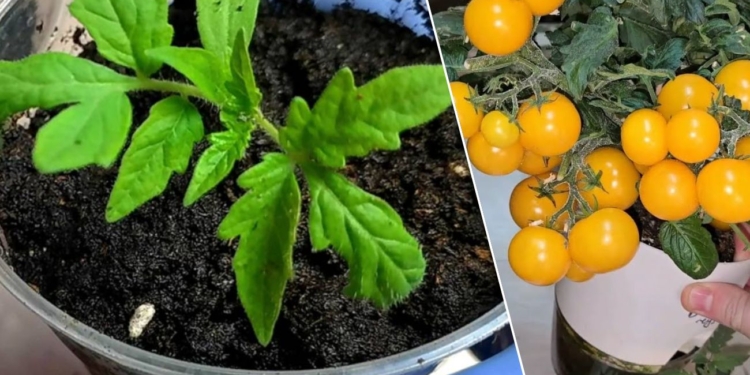 Кремезну розсаду можна виростити без фітоламп і додаткового світла? Кажуть, що так