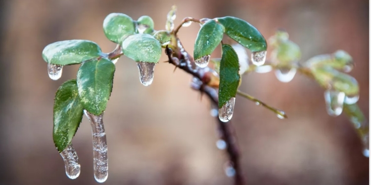 Повертаються морози до -20, але надовго вони не затримаються