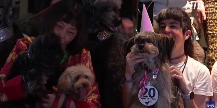 «Оскар» для чотирилапих: У Лондоні нагородили найкращих собак-акторів 2025 року (ВІДЕО)