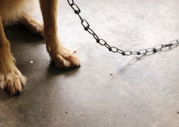 В Україні вже не можна постійно тримати собак на прив’язі – як оновилися стандарти догляду за домашніми тваринами