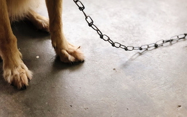 В Україні вже не можна постійно тримати собак на прив’язі – як оновилися стандарти догляду за домашніми тваринами