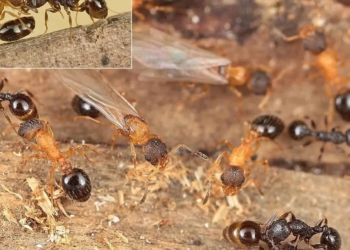 Ні самців, ні робітників: виявлено вид мурах, що складається виключно з королев
