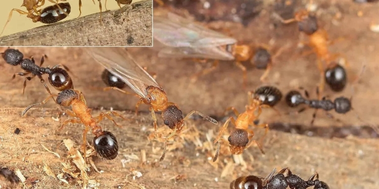 Ні самців, ні робітників: виявлено вид мурах, що складається виключно з королев